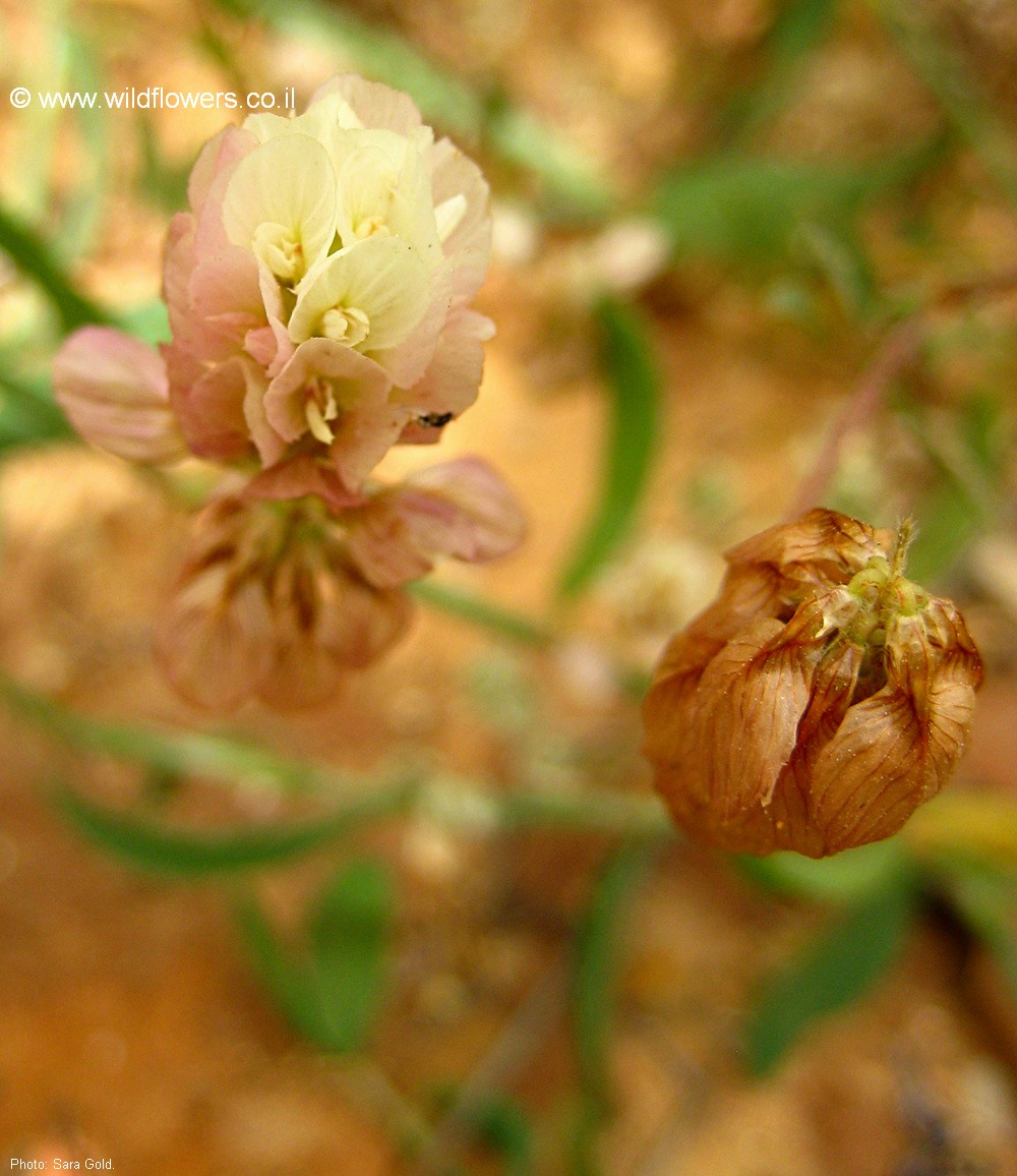 Trifolium philistaeum